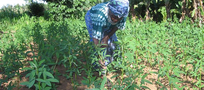 Landmark climate change report brings new concerns for food security